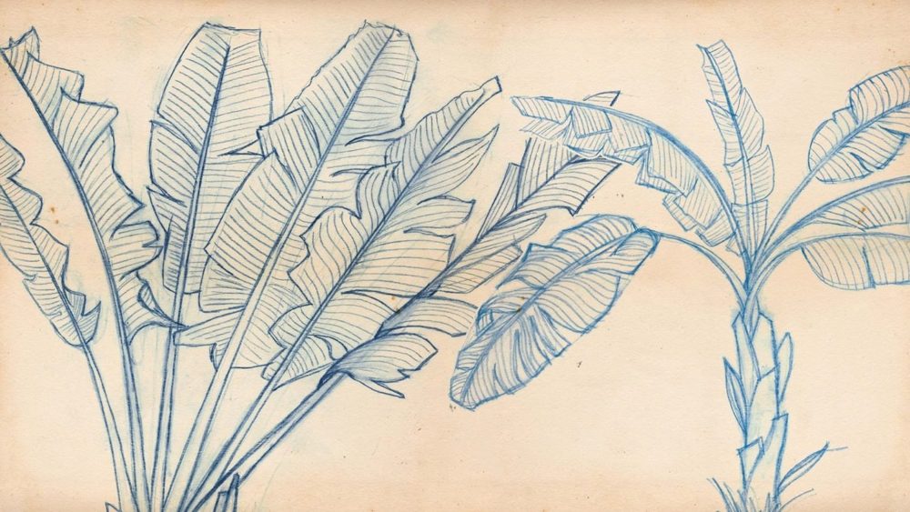 Aubrey Kurlansky's pencil sketch of banana leaves