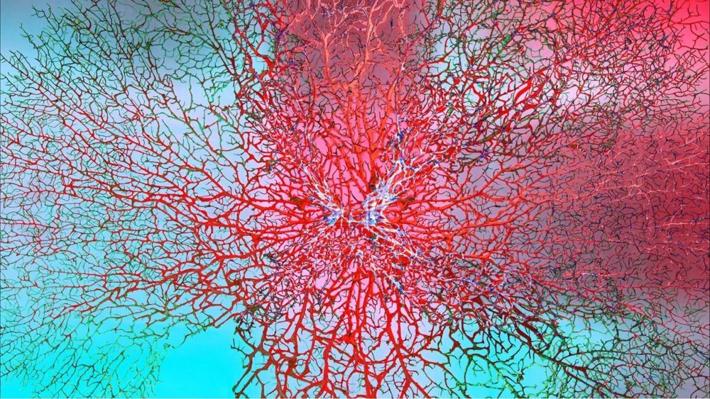 A dried sea fan, a prop at a studio shoot