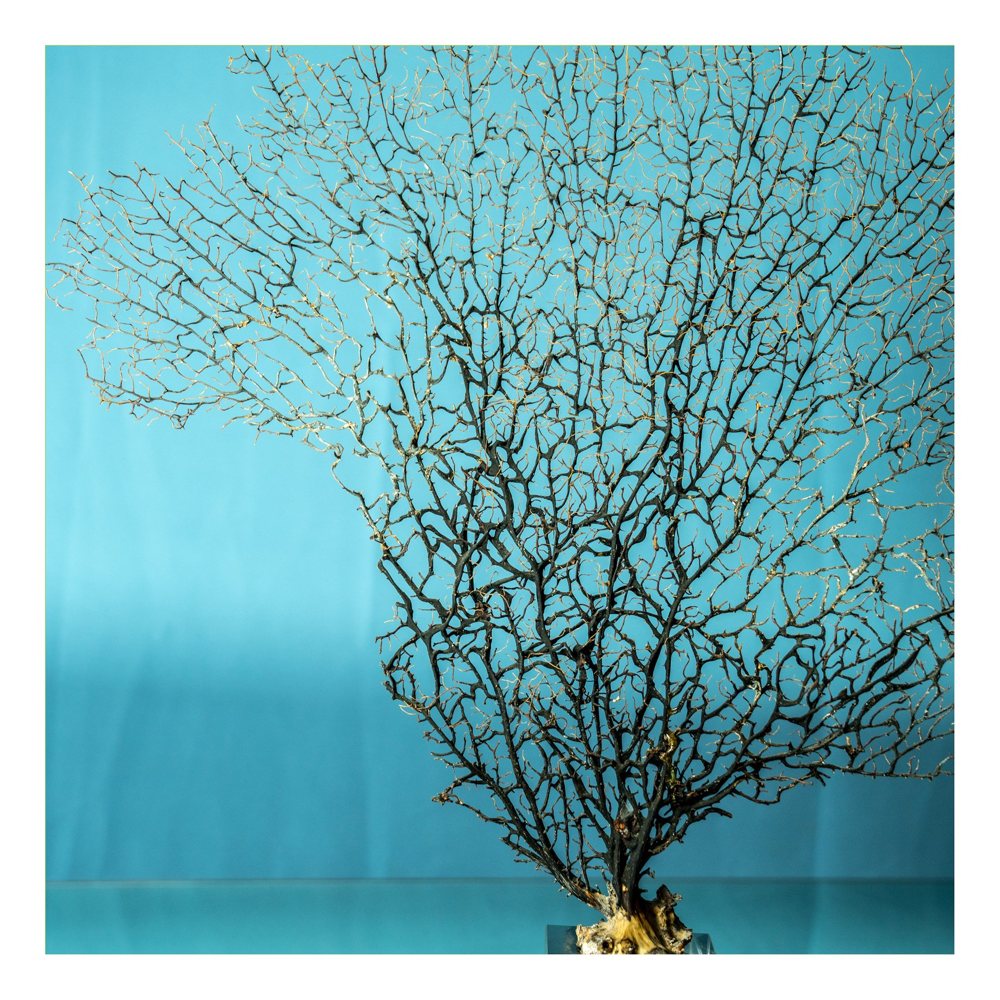 The dried sea fan photographed in the studio