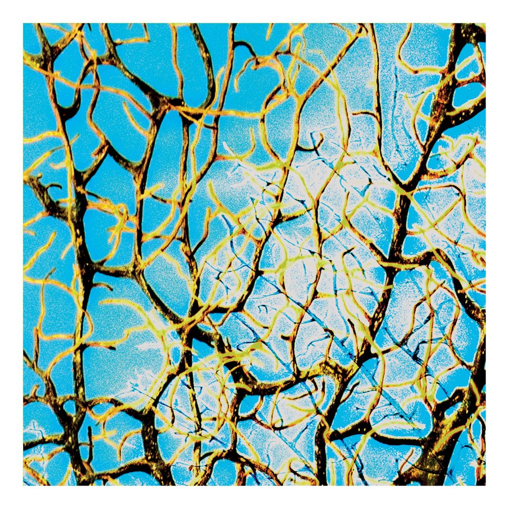 The sea fan photograph enlarged and recoloured